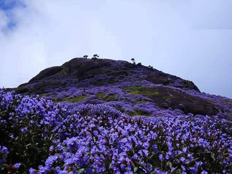 neelakurinji-flowers-munnar