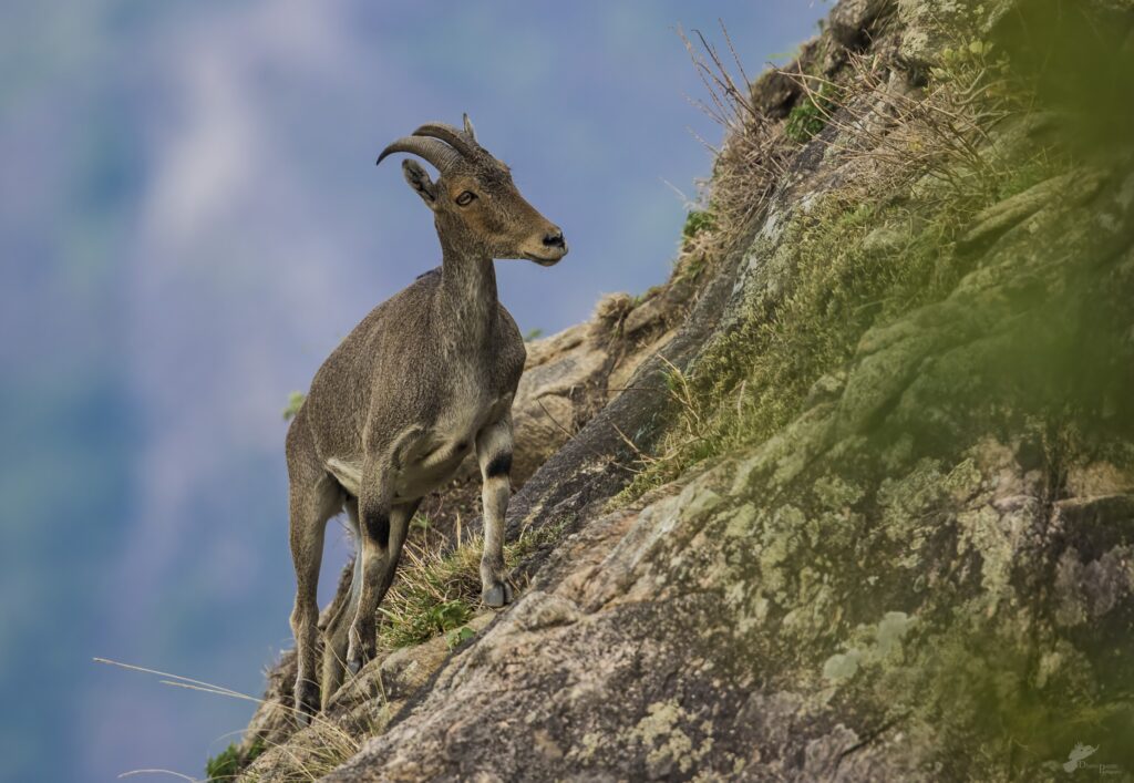 nilgiri-tahr